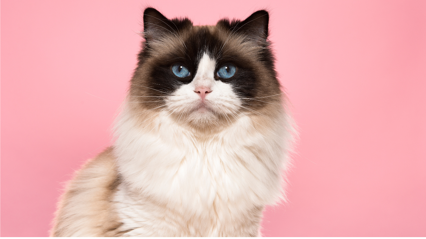 Nur das Beste für deine Katze